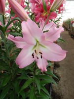 [3451 Pink Step No102.JPG]